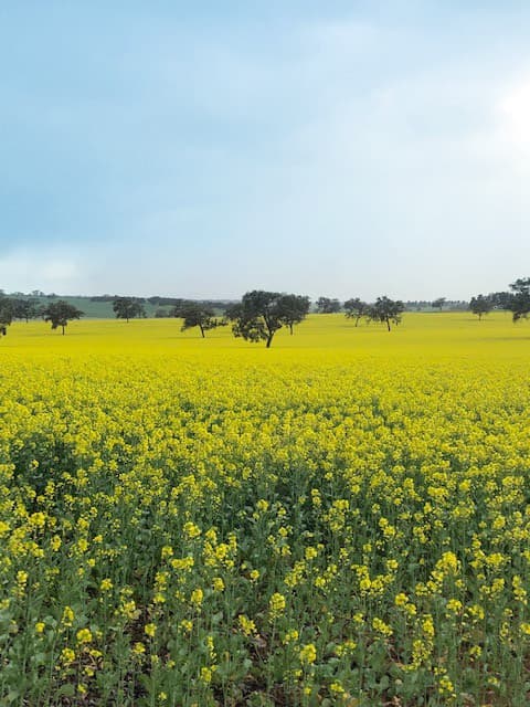 pic canola